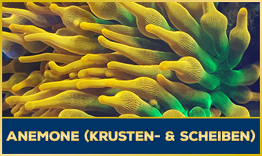 Anemone, Krusten- und Scheibenanemone